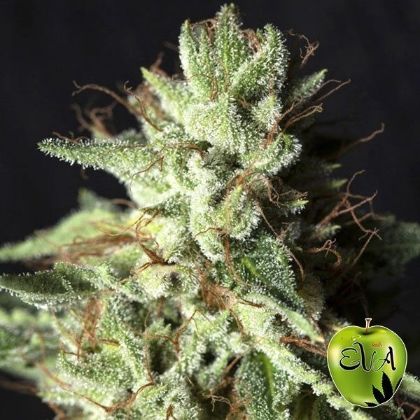 View Gorilla Candy Cannabis Plant