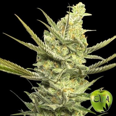 Gipsy Haze Cannabis Plant