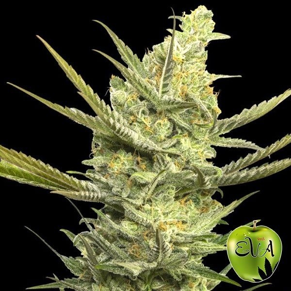 Gipsy Haze Cannabis Plant