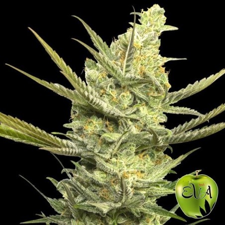 Gipsy Haze Cannabis Plant
