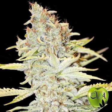 Furious Candy cannabis plant