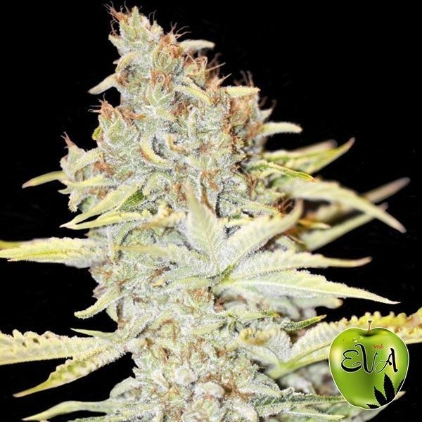 View Furious Candy cannabis plant