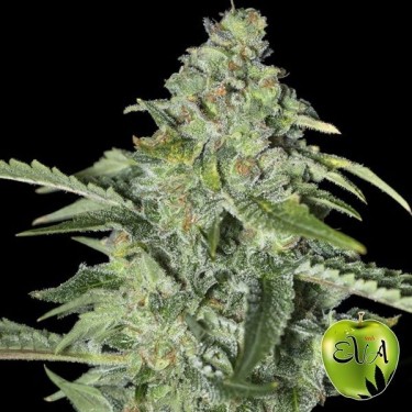 TNT Kush CBD cannabis plant