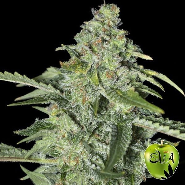 TNT Kush CBD cannabis plant