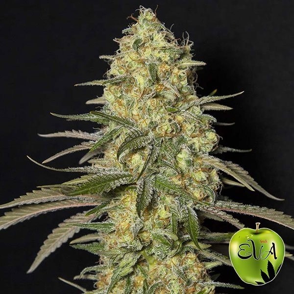 View Black Dream cannabis plant