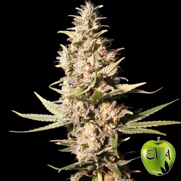 View Missing in Barcelona cannabis plant