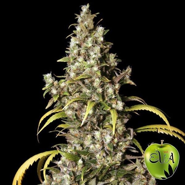 View Monster cannabis plant