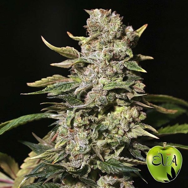 View TNT Kush marijuana plant