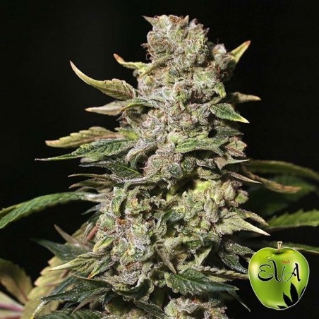 TNT Kush marijuana plant