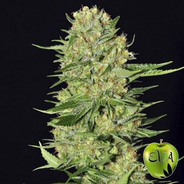 Veneno marijuana plant