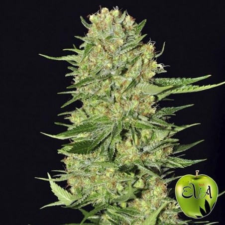 Veneno marijuana plant