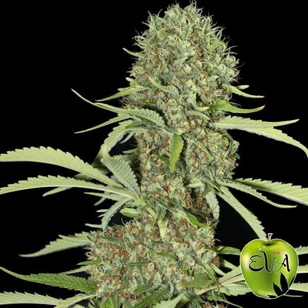 View Jamaican Dream marijuana plant
