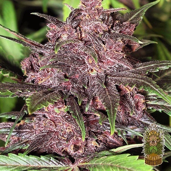 Black Haze Auto Cannabis Plant