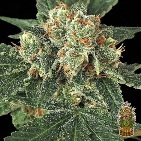Blue Monkey Cannabis Plant