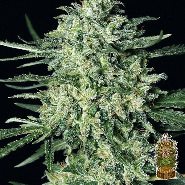 View Quick Mass Cannabis Plant