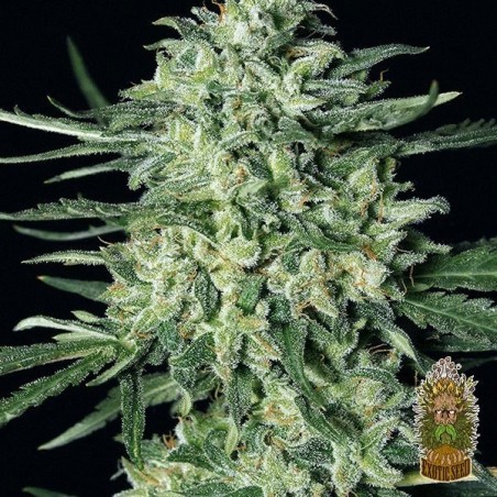 Quick Mass Cannabis Plant
