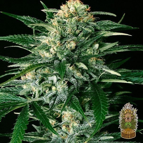 View Gipsy Widow Cannabis Plant