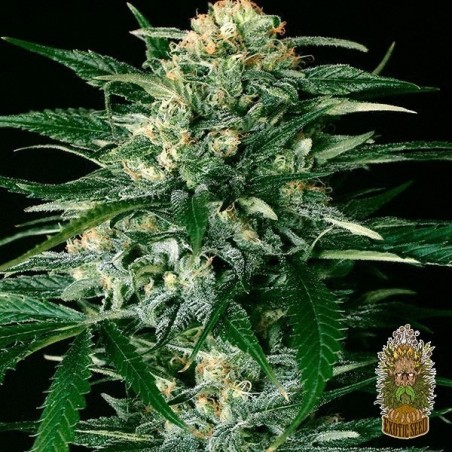 Gipsy Widow Cannabis Plant