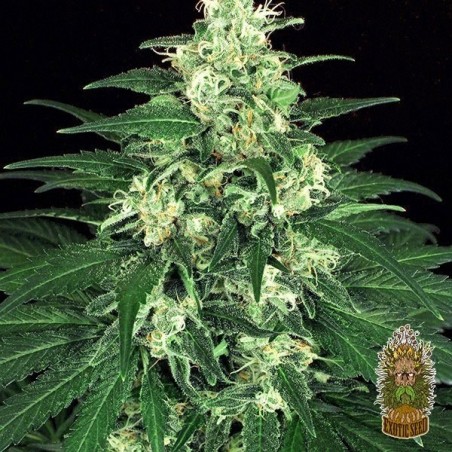 Lemon Candy Cannabis Plant