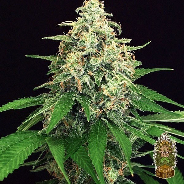 View Mango Cream Cannabis Plant