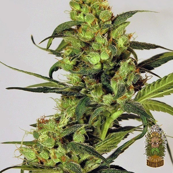 View Spicy Bitch Cannabis Plant