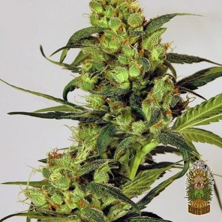 Spicy Bitch Cannabis Plant