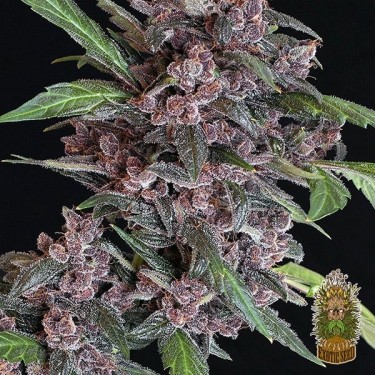 Black Lemon Auto Cannabis Plant