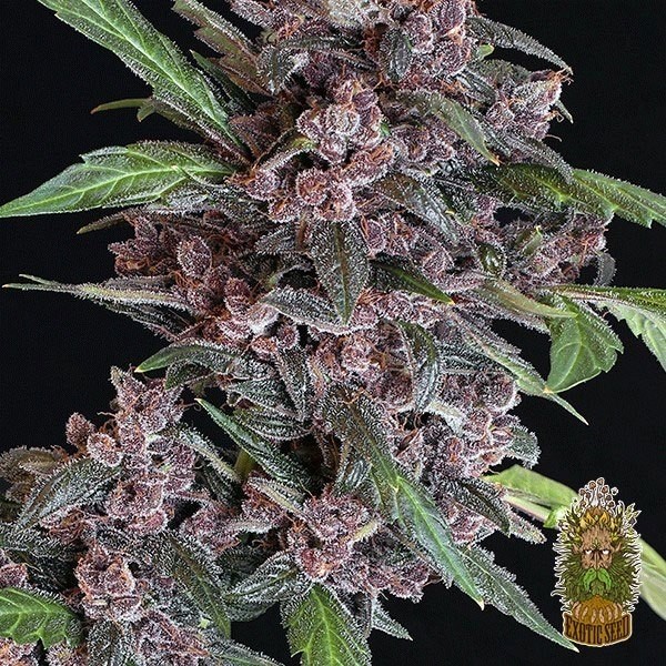 View Black Lemon Auto Cannabis Plant