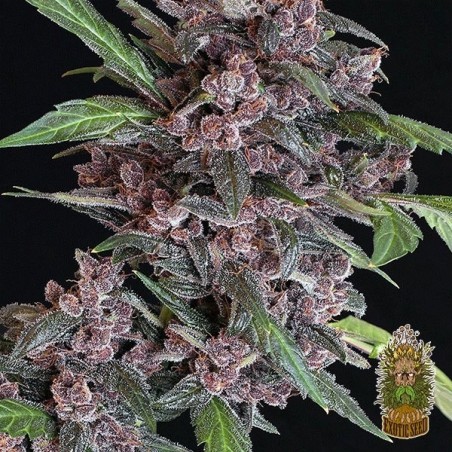 Black Lemon Auto Cannabis Plant