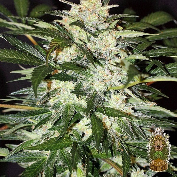 View Monster Mash Auto Cannabis Plant