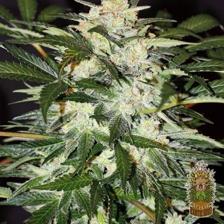 Monster Mash Auto Cannabis Plant