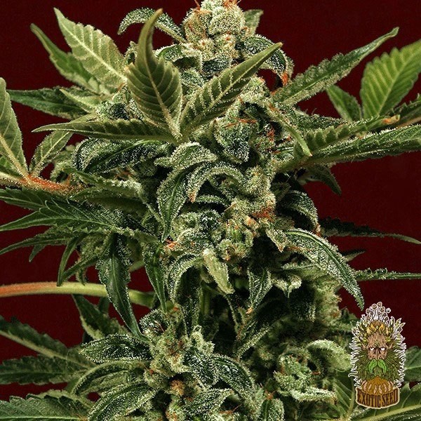 View Russian Automatic Cannabis Plant