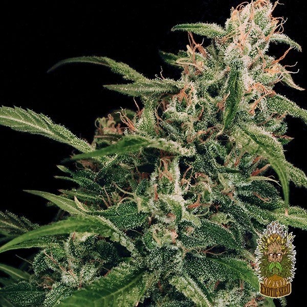 View Spicy Bitch regular Cannabis Plant