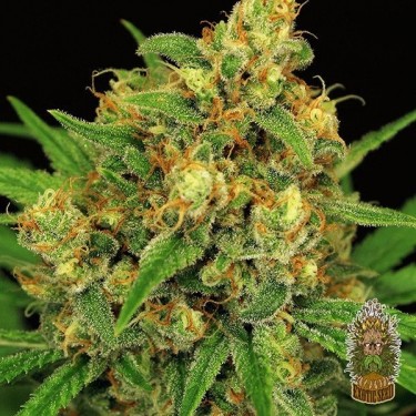 Tangerine Kush Regular Cannabis Plant