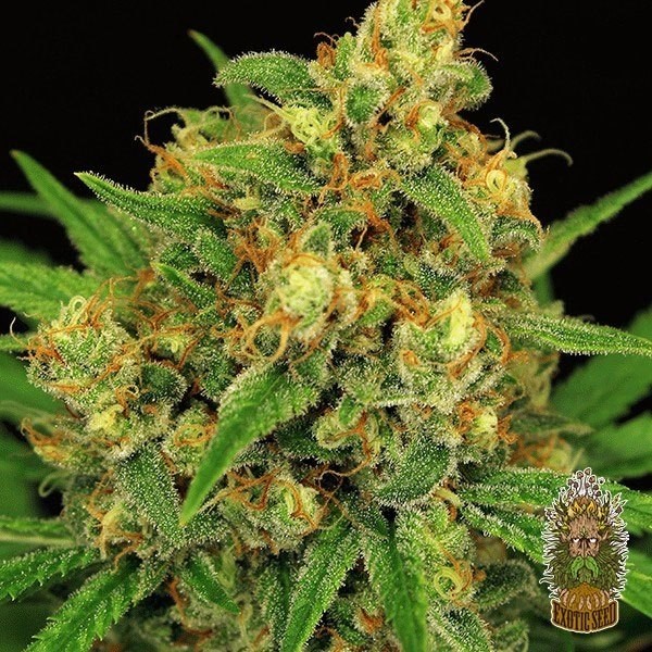 View Tangerine Kush Regular Cannabis Plant