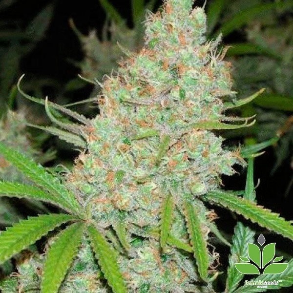 Cinderella 99 Cannabis Plant