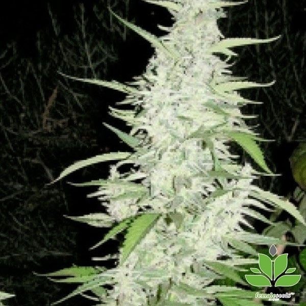 View Maroc Cannabis Plant