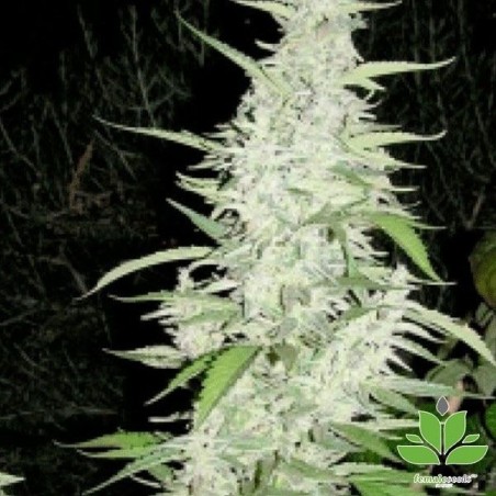 Maroc Cannabis Plant