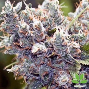 Bubblegummer Cannabis Plant