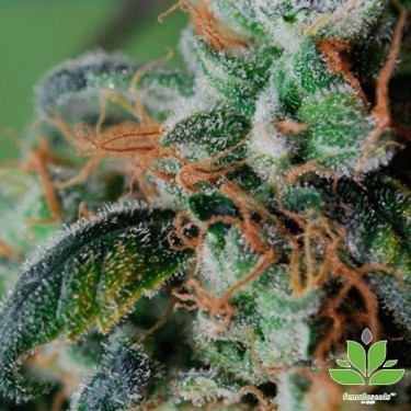 Blueberry Cheesecake Cannabis Plant