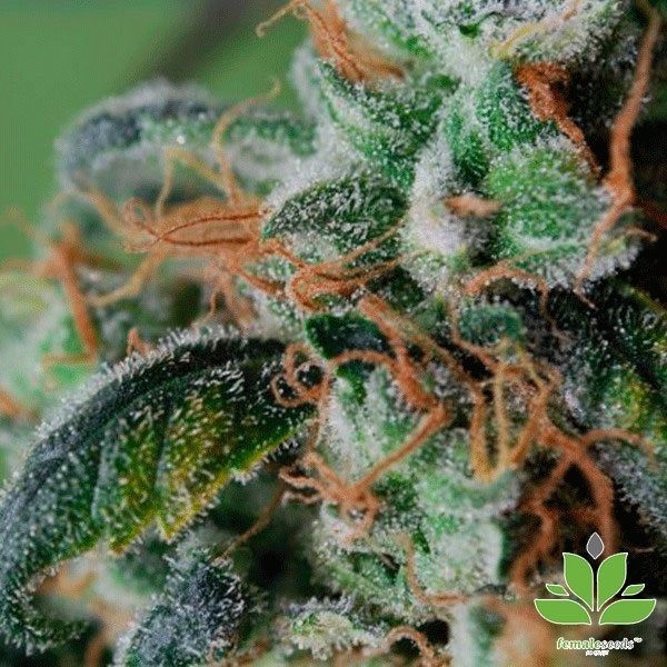 View Blueberry Cheesecake Cannabis Plant