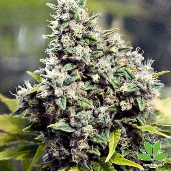 Grapefruit® Cannabis Plant