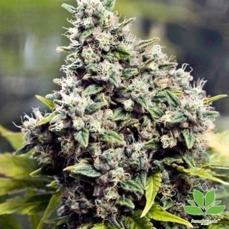 Grapefruit® Cannabis Plant