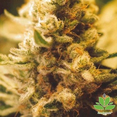 Lemon Kush Cannabis Plant