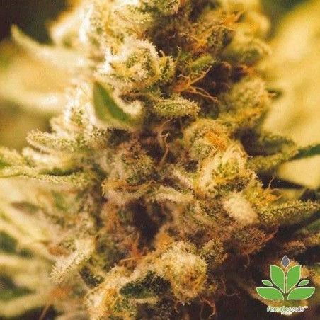 Lemon Kush Cannabis Plant