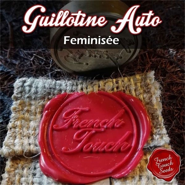 View Guillotine Auto Cannabis seeds