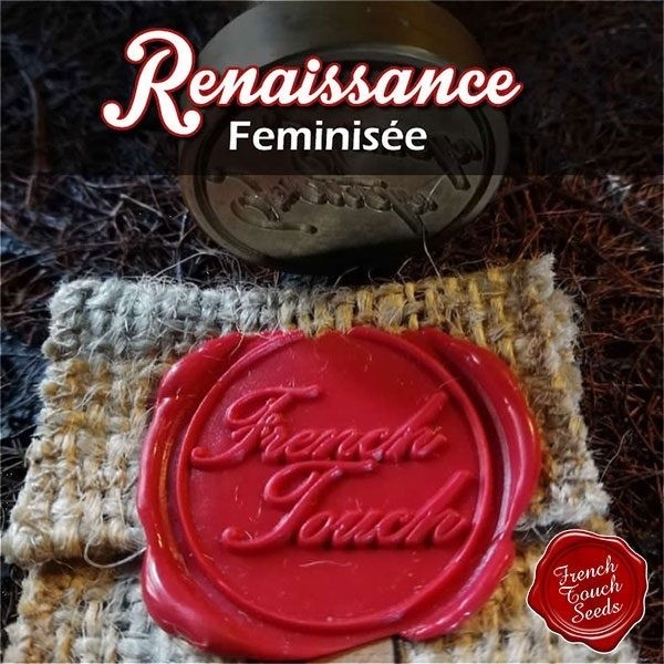 View Renaissance Feminized Marijuana Logo