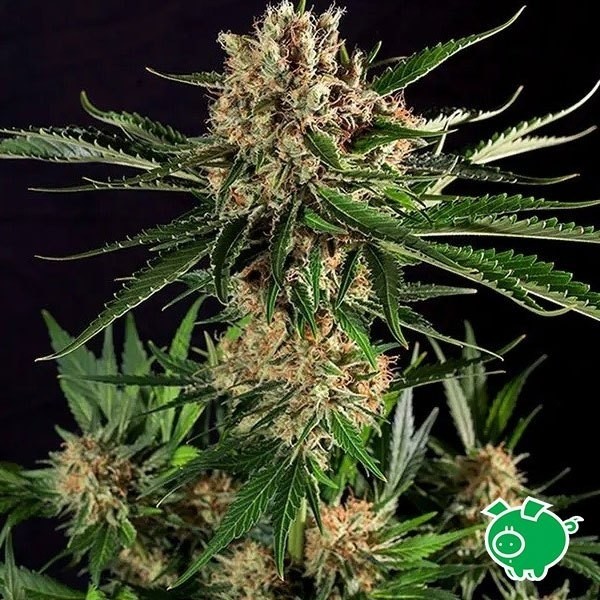 Txerry Bilbo Haze Marijuana Plant