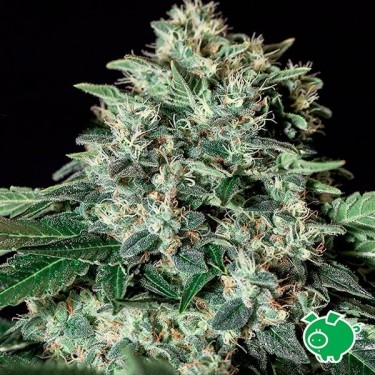 Gorila Bilbo Marijuana Plant