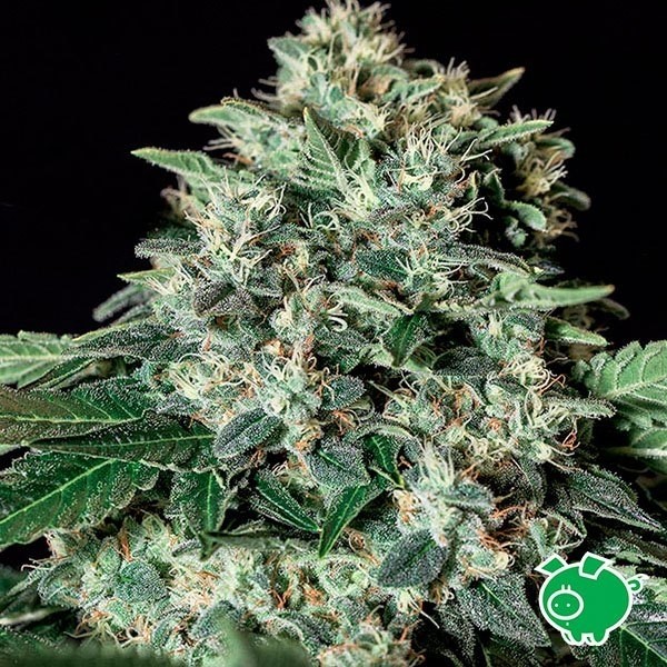 Gorila Bilbo Marijuana Plant